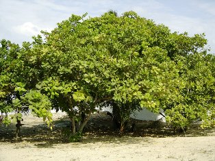 Cashew Tree indigenous to Northeastern Brazil - courtesy of Eric Gaba 