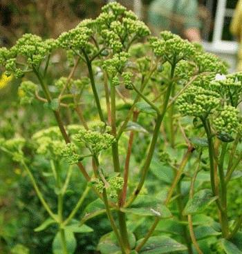 orpine herb