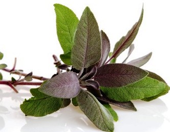Sage Leaves