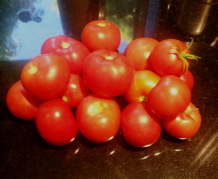 Fresh Tomatoes from the Garden